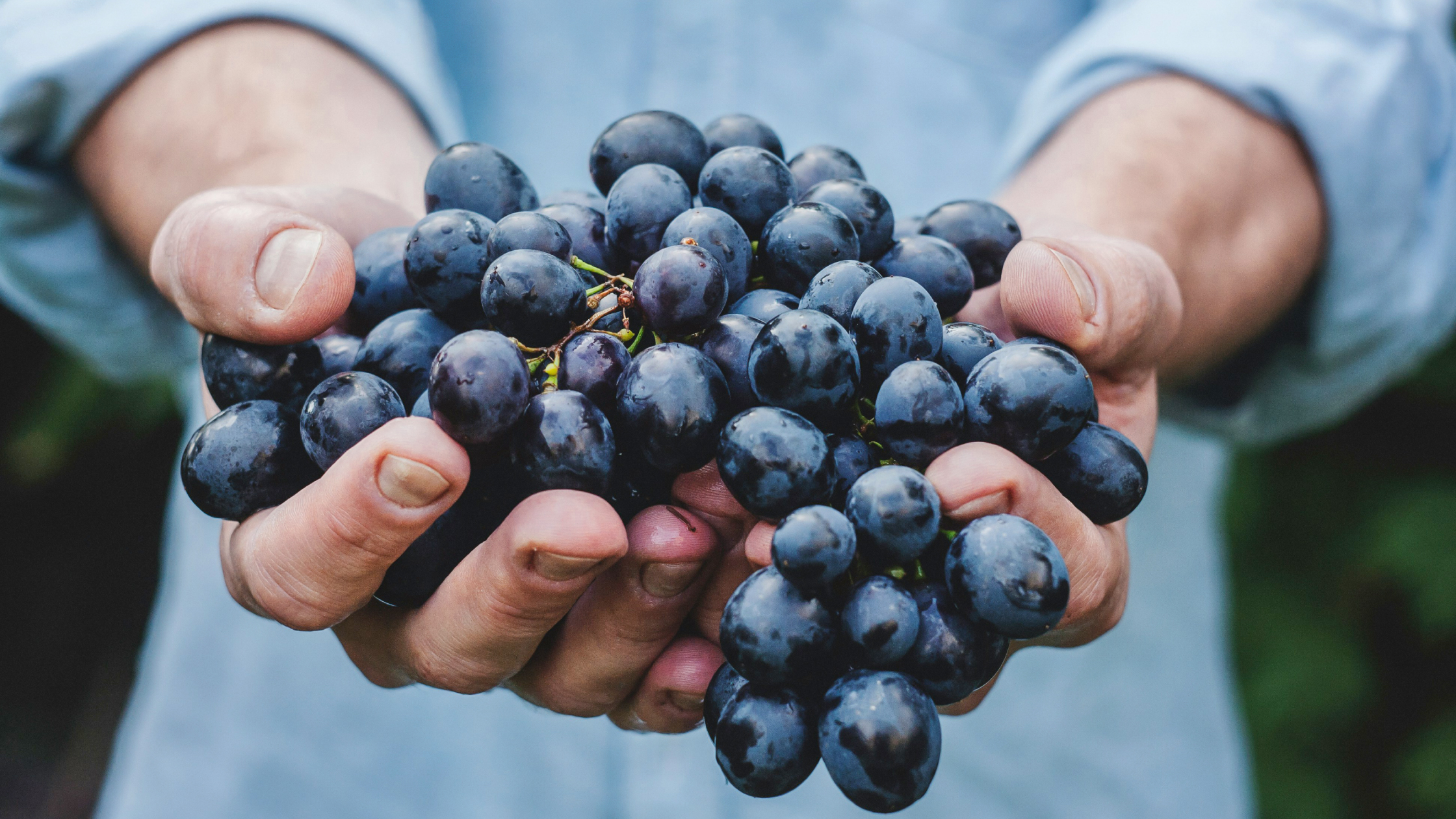 Tesoros de la naturaleza: los beneficios biológicos de la semilla de uva